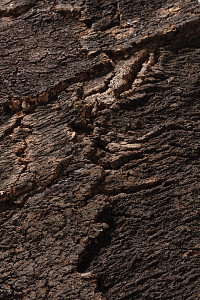 bark detail 1